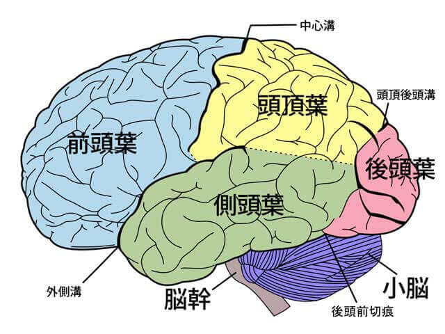 大脳の機能と構造ほか「頭頂葉」「側頭葉」「後頭葉」「前頭葉」